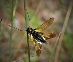 Libelloides hispanicus