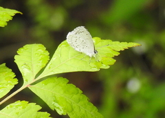 Celastrina echo gozora