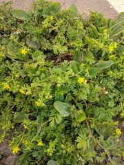 Potentilla supina