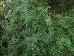 Pteridium revolutum