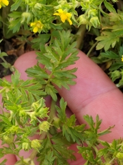 Potentilla supina