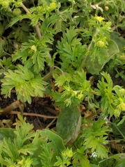 Potentilla supina