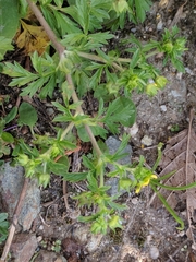Potentilla supina
