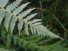 Pteridium revolutum
