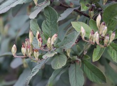 Bowkeria verticillata