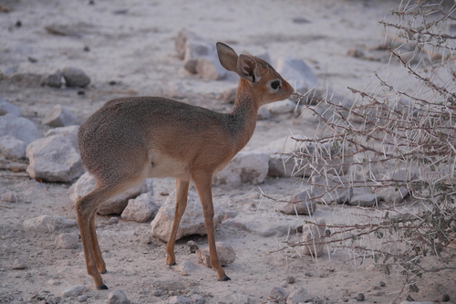 Damara Dik-dik