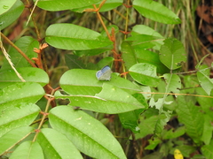 Celastrina echo gozora