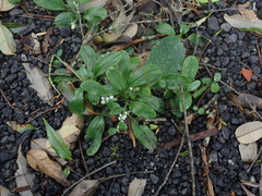 Trigonotis formosana