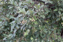 Bowkeria verticillata