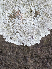 Protoparmeliopsis muralis