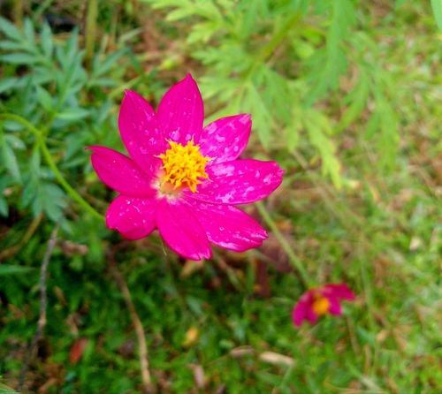 Cosmos caudatus iNat (1)