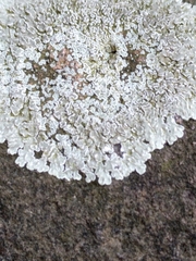 Protoparmeliopsis muralis