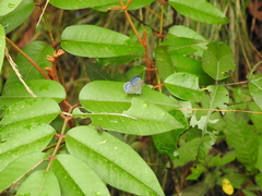 Celastrina echo gozora