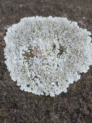 Protoparmeliopsis muralis