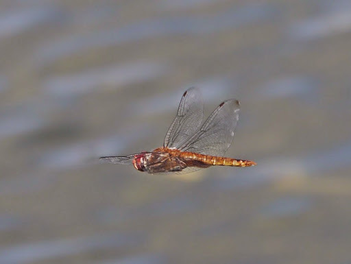 Spot-winged Glider