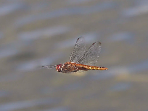 Spot-winged Glider