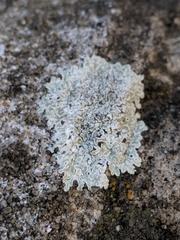 Protoparmeliopsis muralis