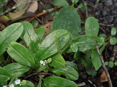 Trigonotis formosana