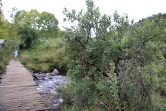 Bowkeria verticillata