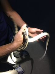 Bogertophis subocularis