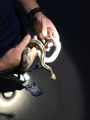 Bogertophis subocularis