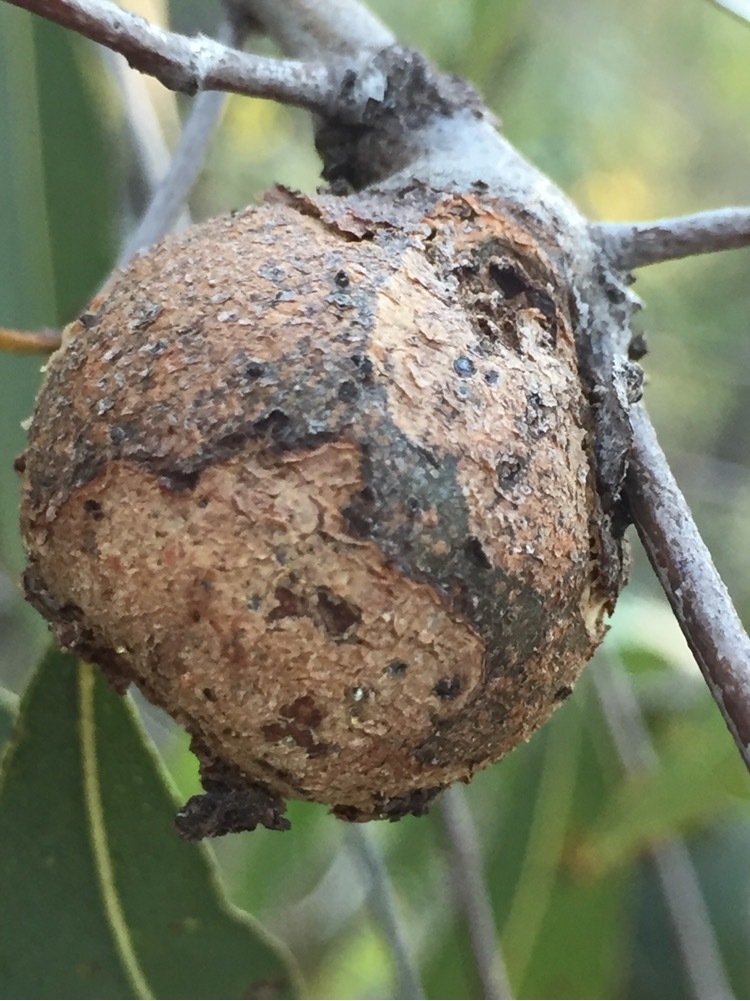 Cystococcus campanidorsalis