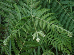 Pteridium revolutum
