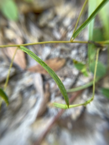 Image of Stylisma angustifolia by no rights reserved