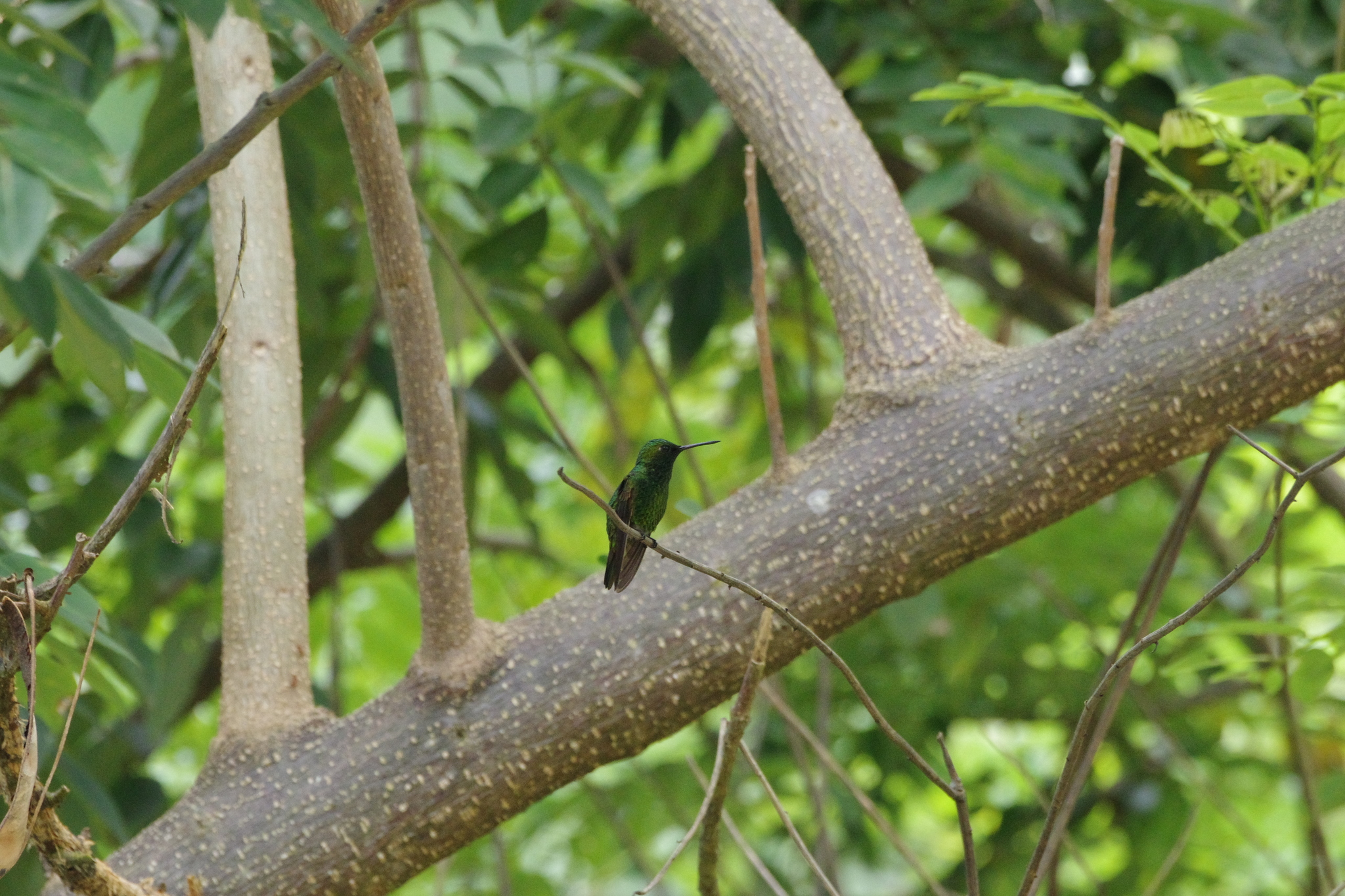Coppery Emerald (Chlorostilbon russatus), photo 2