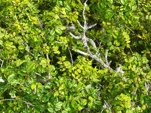 Diplotropis martiusii