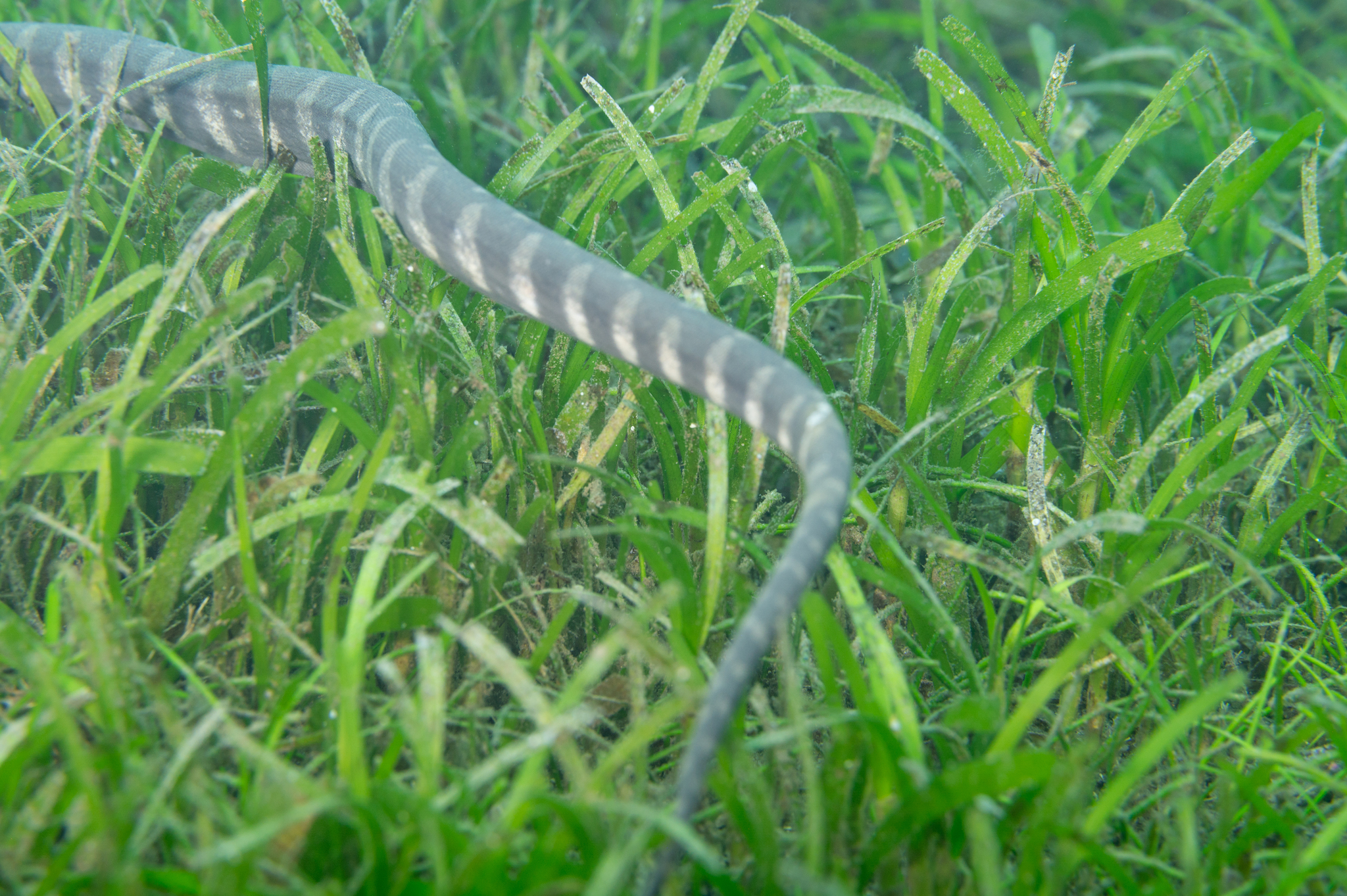 Acrochordus granulatus (Schneider, 1799)