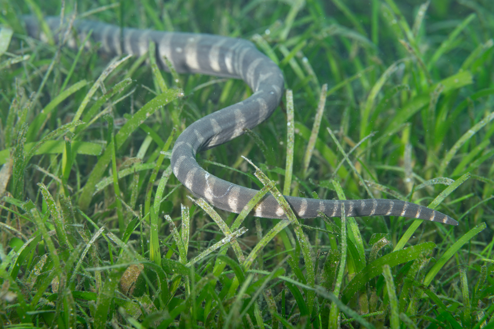 Acrochordus granulatus (Schneider, 1799)