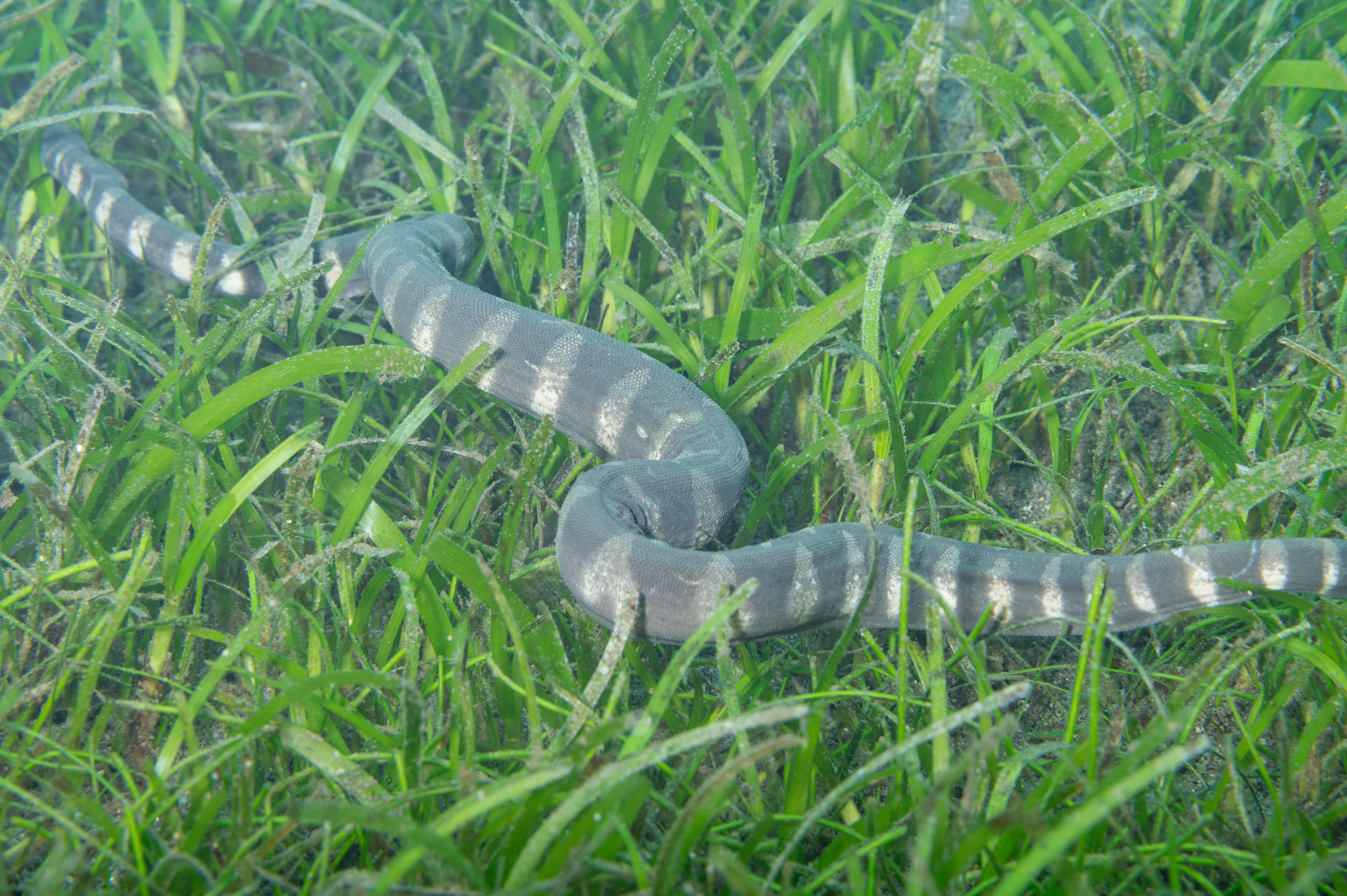 Acrochordus granulatus (Schneider, 1799)