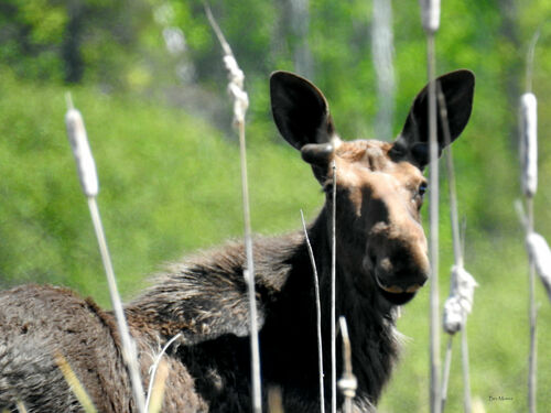 Moose