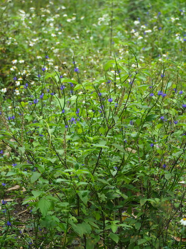 Stachytarpheta urticifolia