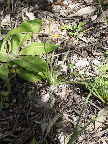 Image of Leek Lily (Bulbine semibarbata) by (c) Lucas Christofides, some rights reserved (CC BY)