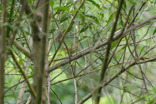 Golden-fronted Greenlet (Pachysylvia aurantiifrons), photo 8