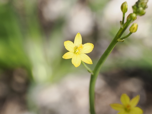 Image of Leek Lily (Bulbine semibarbata) by (c) Lucas Christofides, some rights reserved (CC BY)