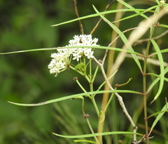 Asclepias angustifolia