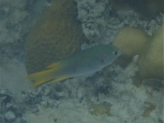 Neopomacentrus nemurus