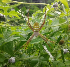Argiope aemula