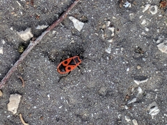 Pyrrhocoris apterus
