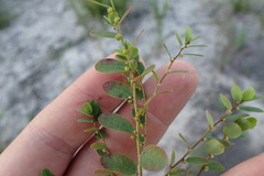 Phyllanthus caroliniensis