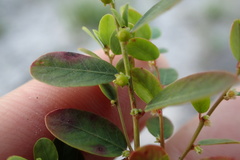 Phyllanthus caroliniensis