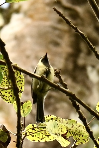 Indian Black-lored Tit (Machlolophus aplonotus), photo 9