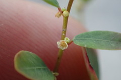 Phyllanthus caroliniensis