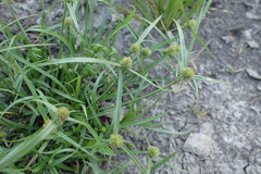 Cyperus hortensis