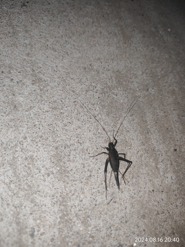 Asian Bell Cricket