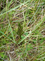 Naultinus gemmeus