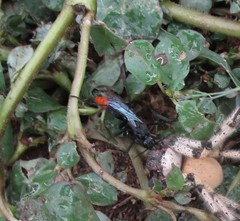 Tachypompilus analis